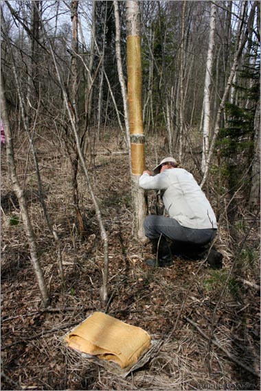 Kasetohu varumine 3.05.2009. Foto Triin Jermakov